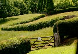 Image result for hornbeam hedge in winter
