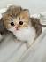 Persian Kittens for Sale - Adoptapet