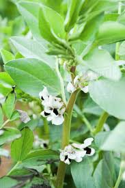 Yes, the entire plant is edible! Broad Bean Plant Flowering In Vegetable Garden Stock Photo Dissolve