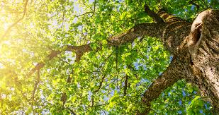 Most feature colorful foliage but some will produce flowers. The Best Shade Trees For Your Backyard Greenstreet Gardens
