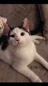 3 cats have disappeared within the last two years within a few doors of  each other Jubilee. Close/ The Row area all have been neutered and chipped  all out of character. Does