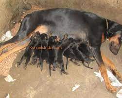 Jiji.ng more than 36 doberman dogs & puppies are waiting for you buy your future friend today ▷ prices are starting from ₦ 25,000 in nigeria. Dobermann Puppies For Sale At New Delhi