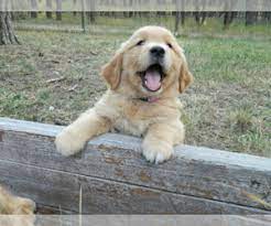 Northern is an american kennel club reg english cream golden retriever. View Breeder Profile Golden Retriever Dog Breeder Near Colorado Colorado Springs Usa Subs 45809