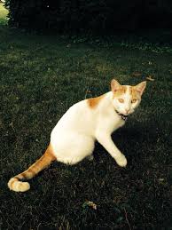 Black And White Cat With Gold Eyes Willard Is Missing Losing A Pet Lost Cat Furry Friend
