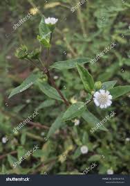 Image result for Adenostemma