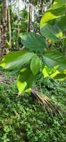 Image result for Ficus exasperata