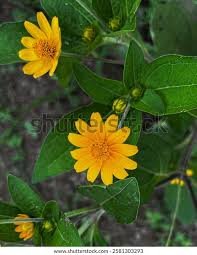 Image result for Aspilia