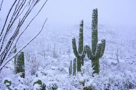 Winterharte Kakteen Welche 10 Arten Uberstehen Die Kalte Winterharte Kakteen Winterhart Winterharte Pflanzen