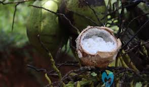 Maybe you would like to learn more about one of these? Budidaya Kelapa Kopyor Khas Pati Yang Menguntungkan Trikmerawat Com