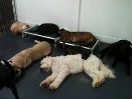 Pin On Our Dogs In Our Doggie Daycare