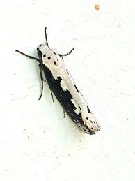 Image result for Ethmia dodecea