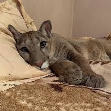 Russische Paar Retten Puma Aus Einem Zoo Und Erhohen Es Als Inlandische Katze Niedlichetiere Club Cute Cats Baby Animals Animals