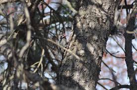 Yellow Bellied Sapsucker Checking Out Our Austrian Pine Austrian Pine Bird Feathers Things To Come