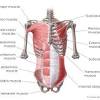 Maximus (largest)  location of the muscle example: 1