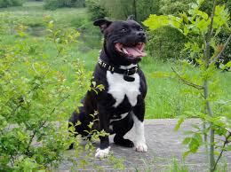 The German Hunting Terrier Club Deutscher Jagdterrier Club E V Was Founded In 1926 As E Staffordshire Bull Terrier Terrier Dog Breeds Staffordshire Terrier