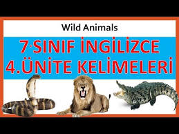 56 Animals Ingilizce Hayvanlar Youtube