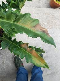 These are also referred to as sawtooth or narrow. Brown Patches On Jungle Boogie Philodendron Leaves X Post From R Plantclinic Houseplants