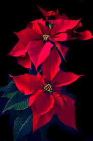 Pin By Kishan Vaish On Drawing In 2020 Christmas Paintings Christmas Flowers Flower Art