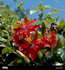 Image result for Passiflora vitifolia