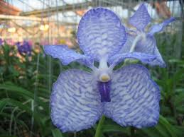 Image result for Vanda coerulea