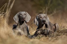 Image result for výmarský dlouhosrstý ohař