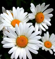 Pin On July Flowers
