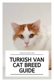 For Cat People By Cat People Turkish Van Cats Cat Breeds Turkish Van