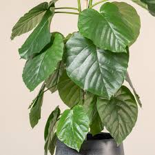 Image result for Ficus tremula