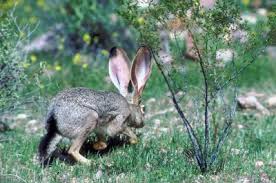 They have a very exotic taste and are a great additive to fruit salad, smoothies and juices. Can Jackrabbits Eat Cacti