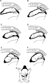 This video explains fetal heart rate tone decelerations (early decelerations, late decelerations. Guide To Emergency Interception During Parturition In The Dog And Cat Veterinary Clinics Small Animal Practice