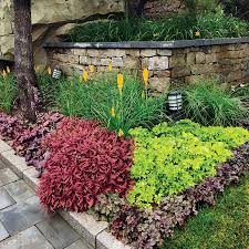 Image result for Coleus melleri