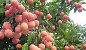Chín nhìn trái non nhỏ xíu trên cành nói để trái này phát triển, tui chăm sóc cho mấy ông coi xoài thế. Loáº¡t Ä'áº·c Sáº£n Báº¯c Giang Nghe Ten Ä'a Them Báº¡n Thá»­ Háº¿t ChÆ°a