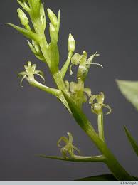 Image result for Liparis caespitosa