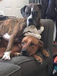 My Boxer Can T Stop Sitting On Our Other Dog This Is The Best One To Date R Aww