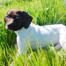 We did not find results for: Stella Blue German Shorthaired Pointer Pupvote World S Biggest Pet Contest
