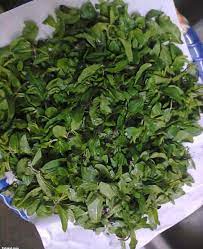تجفيف النعناع vegetables herbs celery