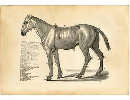 16 Horse Clip Art Images Horse Clip Art Printable Vintage Art Horses