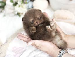 This puppy is real huskies but miniature. Husky Pomsky Puppies Rolly Teacup Husky Pomsky Puppies Teacup Pomeranian Pets Lovers