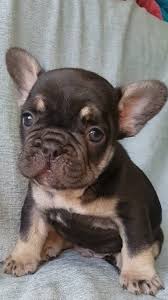 He has a white coat with blue sable markings, therefore blue pie fluffy carrier male. Image Result For Chocolate And Tan French Bulldog Puppies French Bulldog Puppies Bulldog Bulldog Puppies