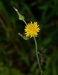 Image result for Sonchus wilmsii