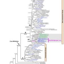 Image result for Millettia makondensis