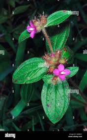 Image result for Gentianaceae