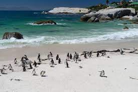 Boulders Beach Cape Penguins Colony Boulder Beach Beach Bouldering