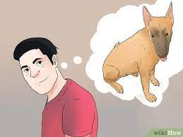 What to look for when buying a horse. 3 Ways To Tell If Your Dog Is Deaf Wikihow