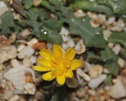 Image result for Launaea