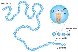 Levels of Protein Structure - Creative Biostructure