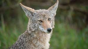 What To Do If You Meet A Coyote In The City | Article | Kids News