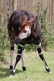 Okapi The Okapi Okapia Johnstoni Is A Giraffid Artiodactyl Mammal Native To T Aff Giraffid Artiodactyl Mammal O Okapi Giraffe Images Cute Animals