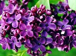 La bilancia è il segno zodiacale dei nati tra il 23 settembre e il 22 ottobre, vediamo quali sono le pietre fortunate più comunemente associate a questo segno con nomi e colori. Fiori Lilla Fiori Di Piante Caratteristiche Dei Fiori Di Lilla