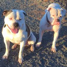 Remy has continued to outproduce himself in every. Bully Industries Nz Home Facebook